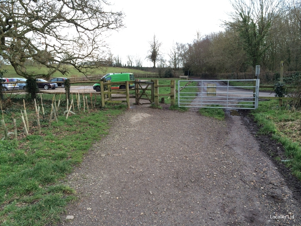 The oldest Yew trees in the UK (Chichester, West Sussex)